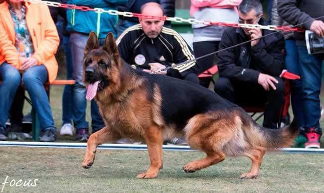 Suczka hodowlana owczarek nimiecki Nero von Ghattas
