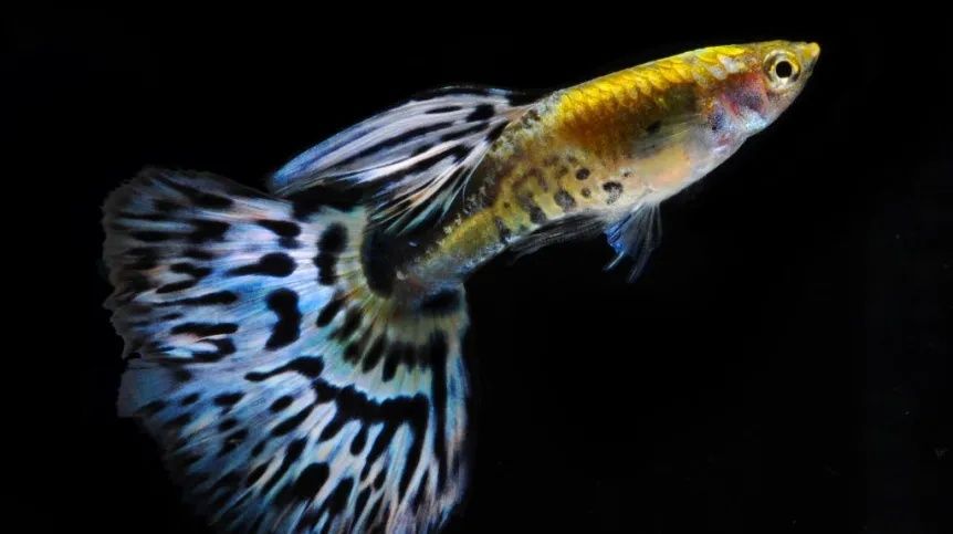 Rybki do akwarium - Gupik Blue Japan Cobra