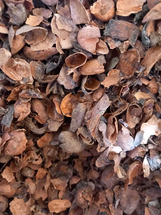 Łuski kakao - nawóz, pakowane w worki