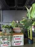 Plantas Artificiais Decorativas – Alta Qualidade, Vários Modelos