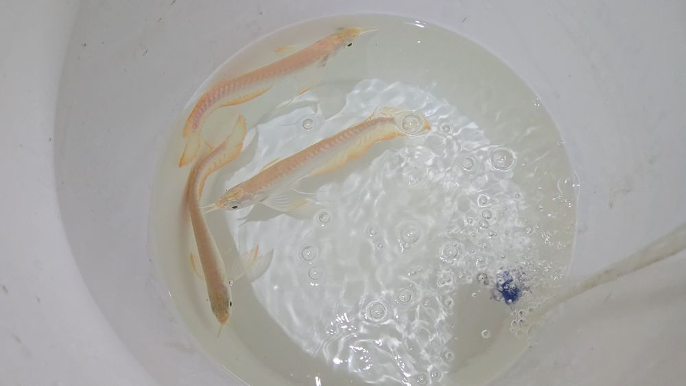 Arowana Albina 25/30cm