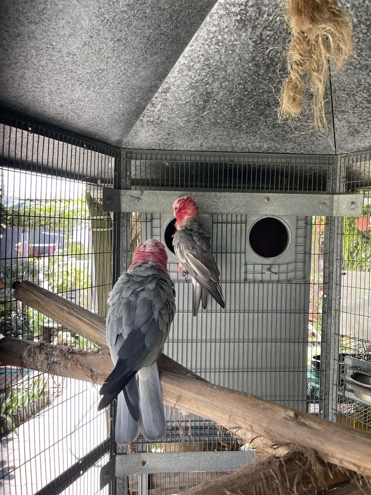 2 casais Reprodutores Cacatuas galah