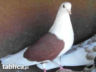 Gołębie-boki, szaryki(orlik polski)
