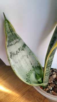 Sansevieria Pearl Young