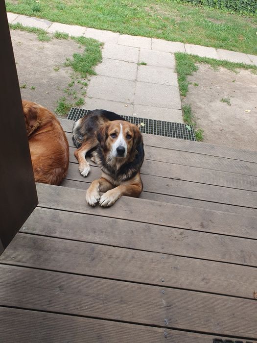 Oddam w dobre ręce dwie roczne sunie