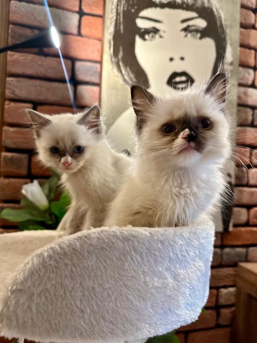 Ragdoll koteczka kocurek gotowe do zmiany domku