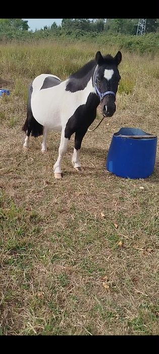 Pónei cheia dum malhado