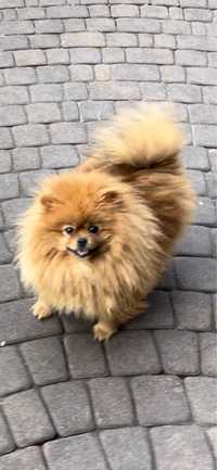 Teresa - pomeranian