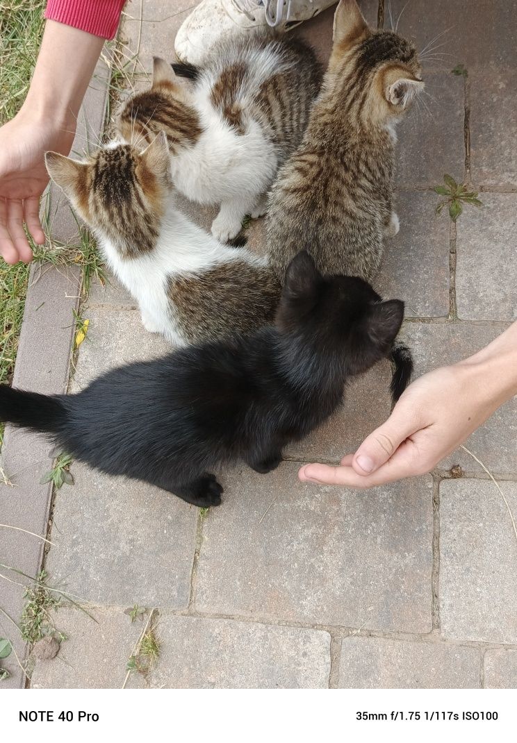 Kotki kocięta.  .