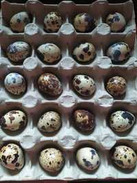 Jaja ,Jajka przepiórcze lęgowe(dostępne 10x18)