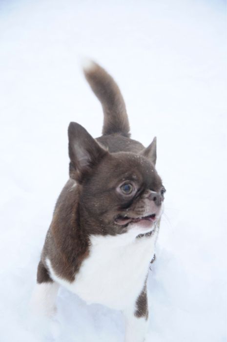 Чихуахуа шоколадного окраса