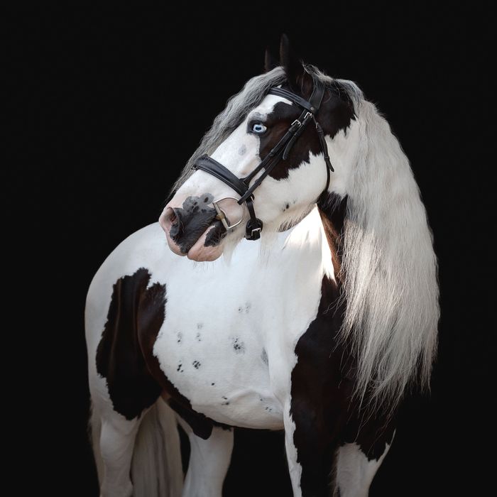 Wyjątkowy koń szuka wspaniałego domu! TINKER/IRISH COB 155cm w kłębie