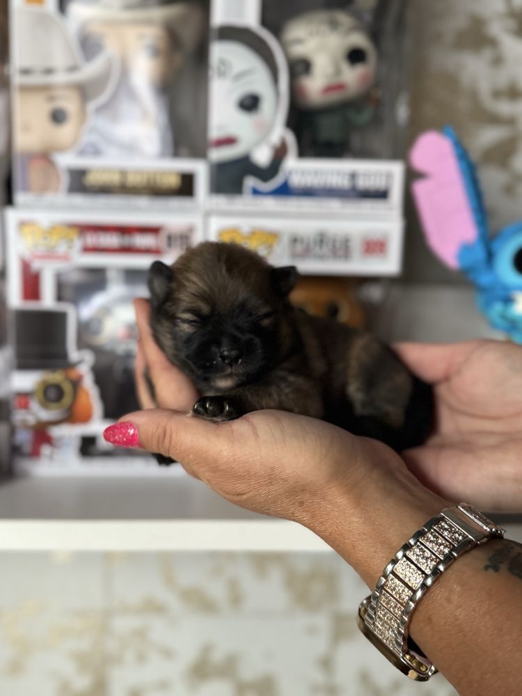 Szpic miniaturowy pomeranian dziewczynka