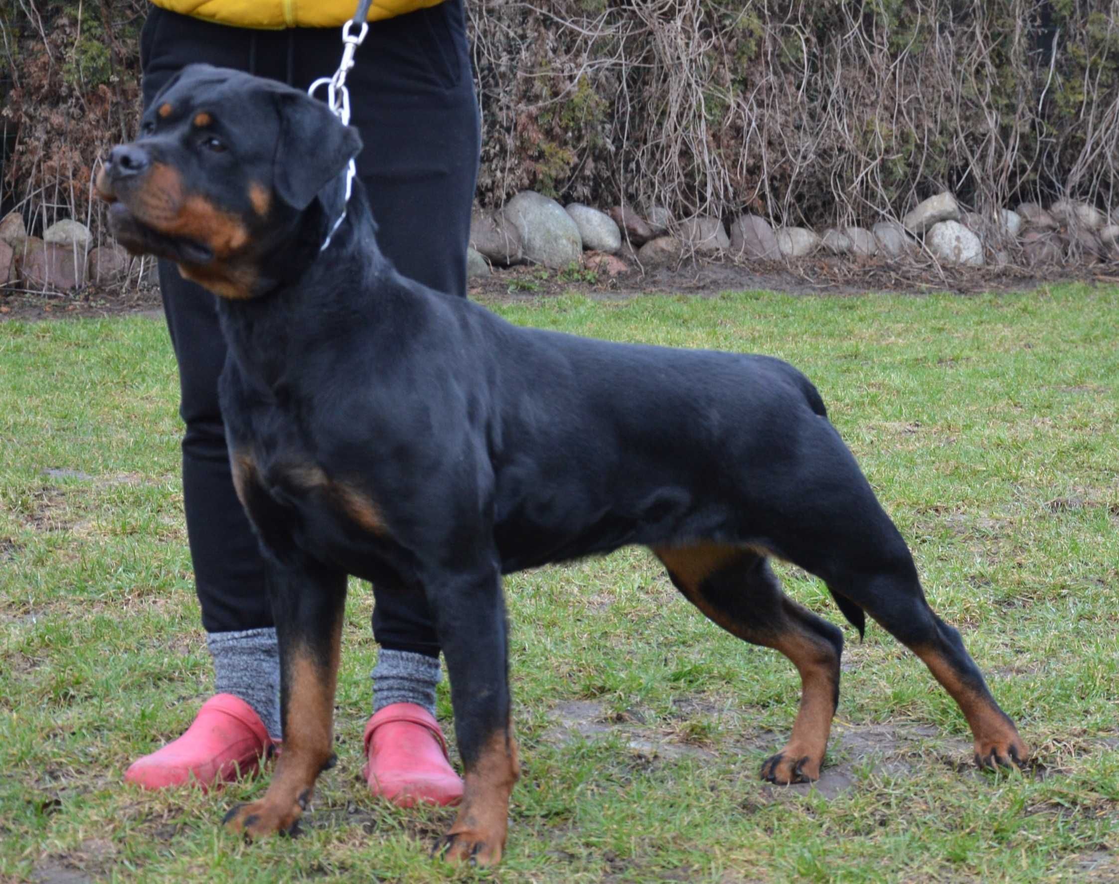 Rottweiler, szczenię, chłopak, metryka ZKwP