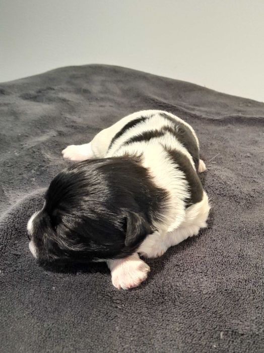 Hawańczyk suczka w łaty z rodowodem