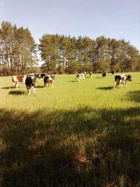 Sprzedam mleko masło i sery krowy wypasane na łące