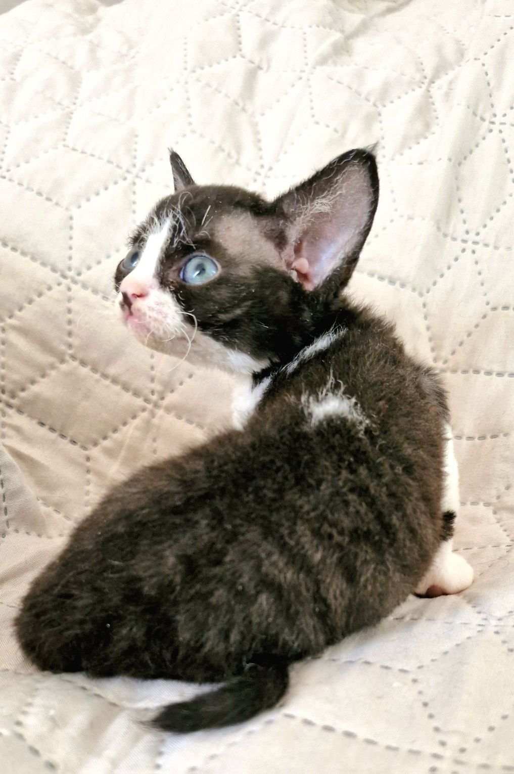 Devon Rex Pasja koteczka  czarno biała