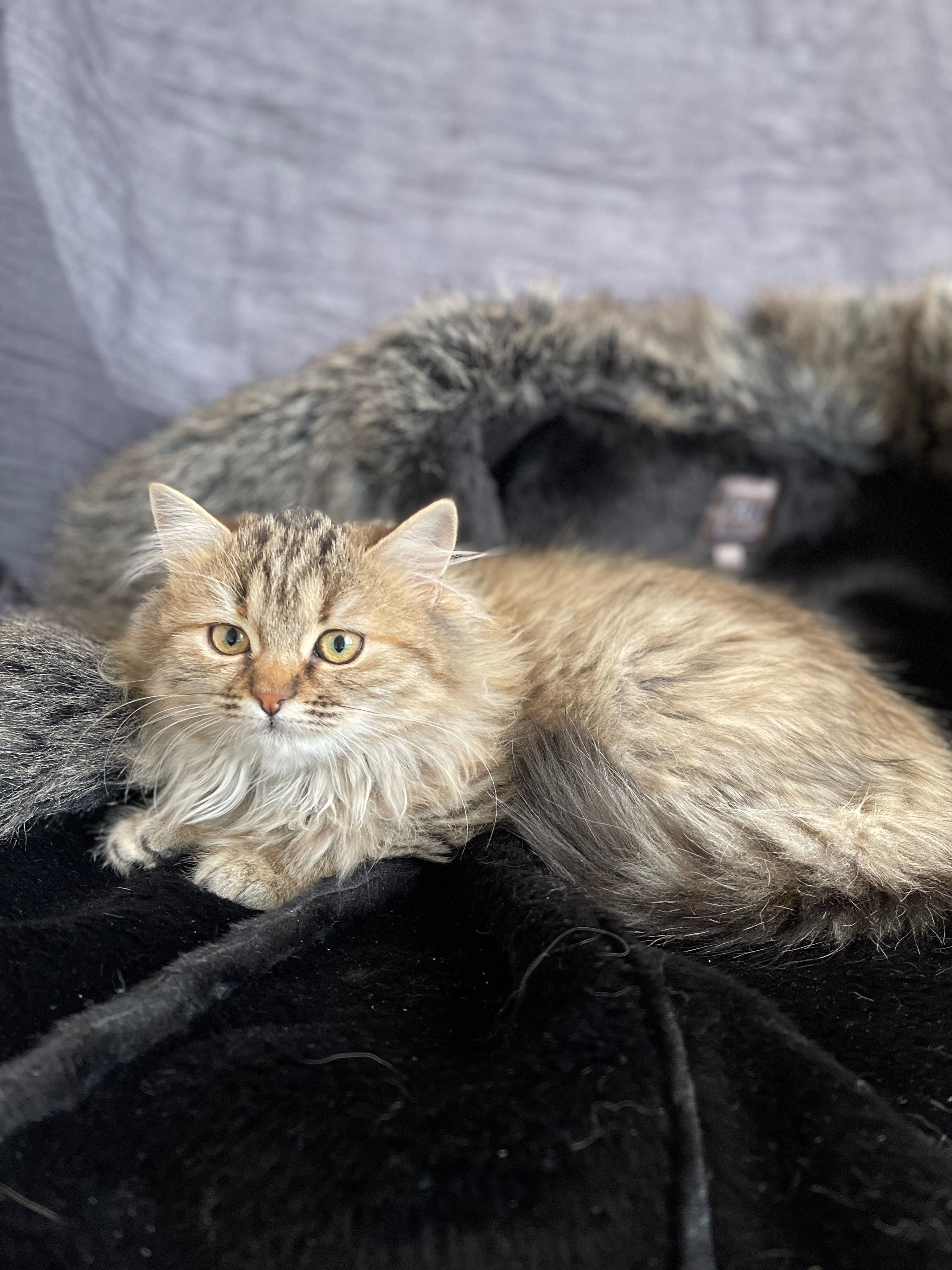 Котята котики красивый котенок до года