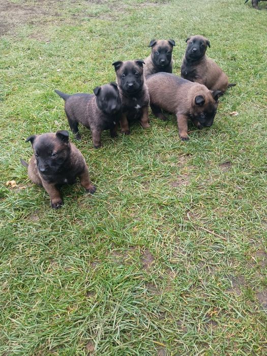 Owczarek Belgijski Malinois