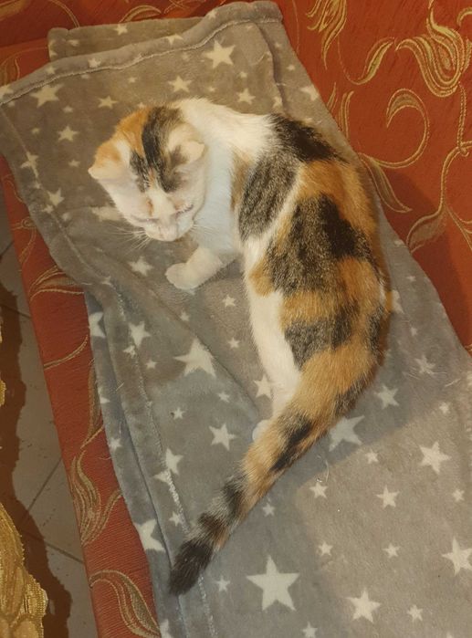 Kotki razem lub osobno