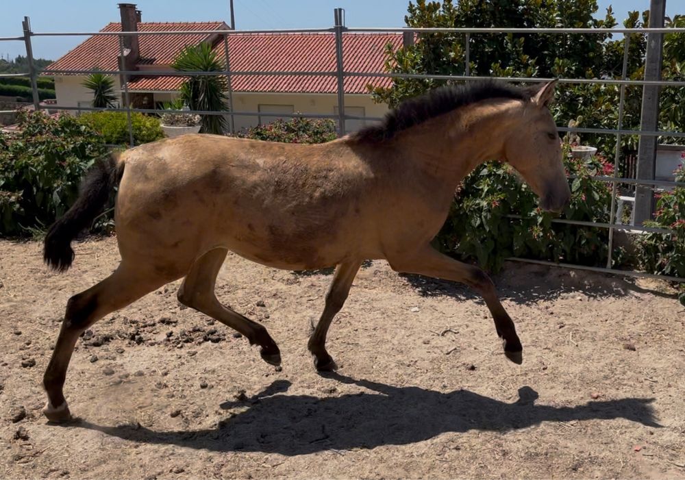 Poldra psl 1 ano