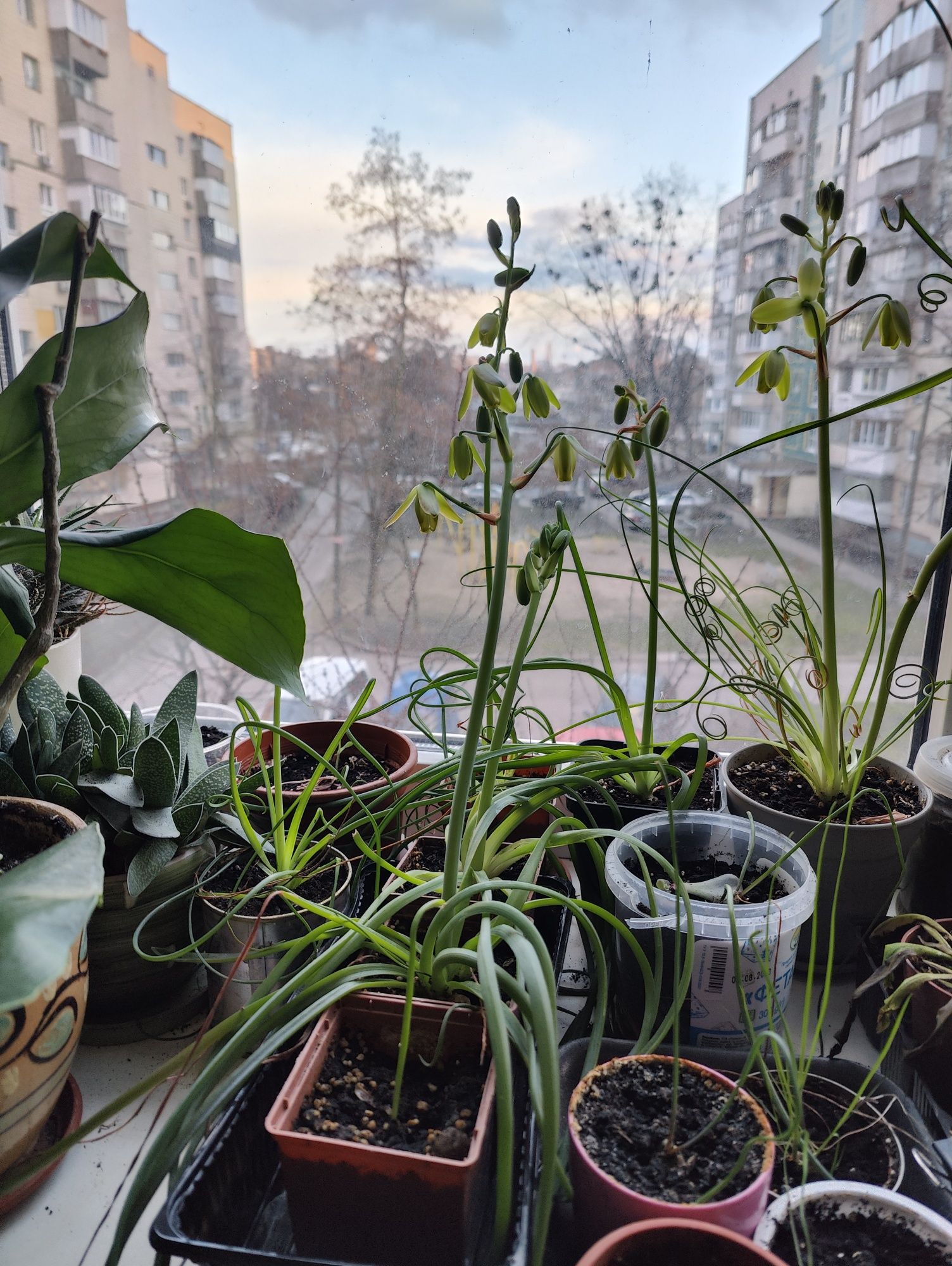 Albuca spirals, альбука спіральна, спіраліс