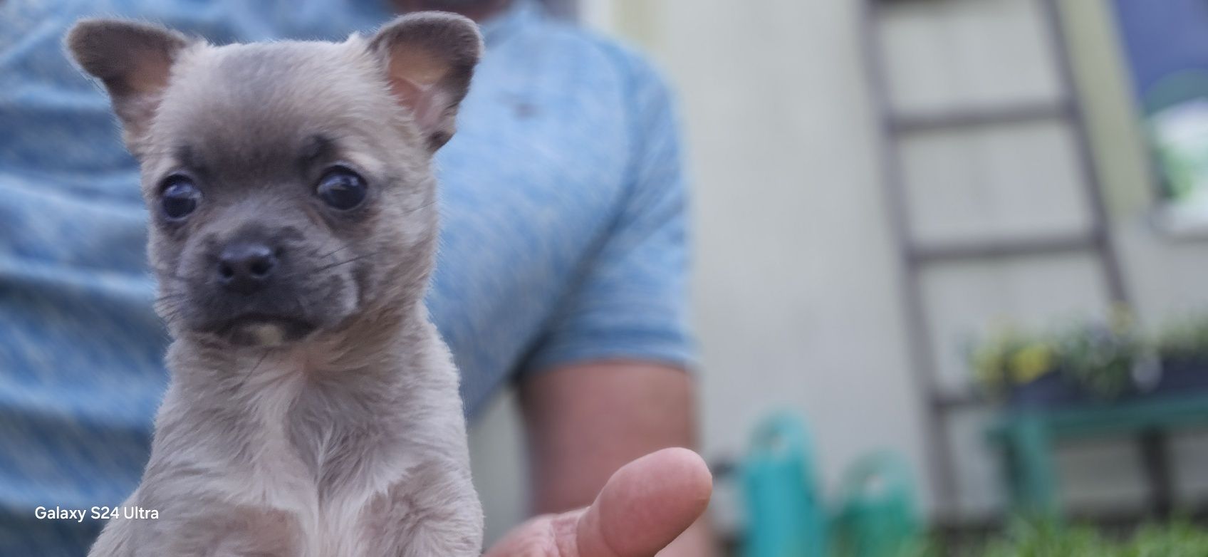 Chihuahua prześliczna suczka