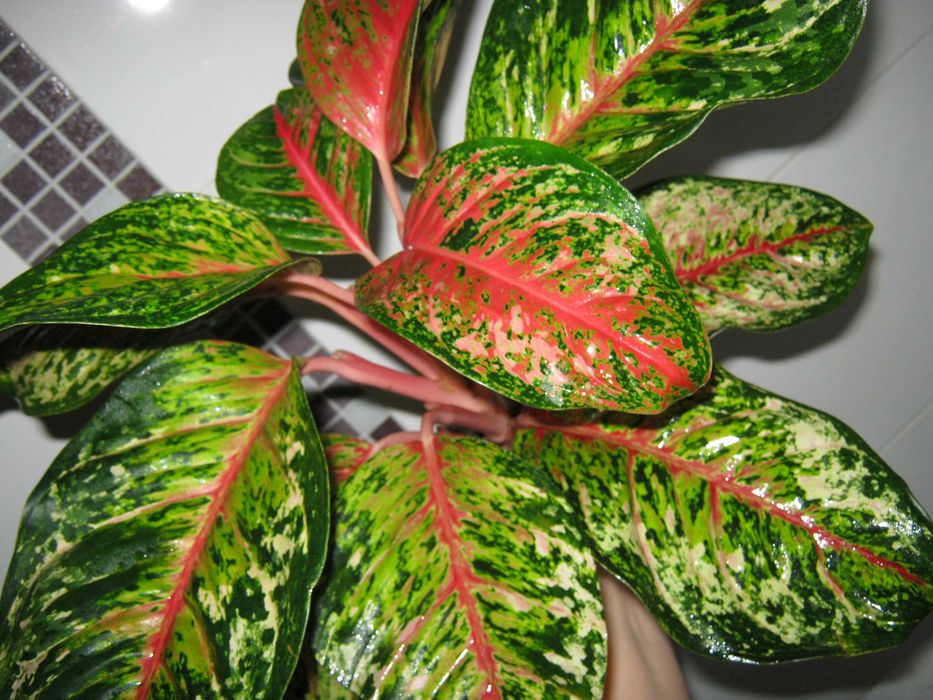 аглаонема 10 карат есть много других сортов детки от 350грн