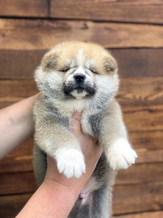 Акіта іну,  цуценята японської  акіти, Хатіко