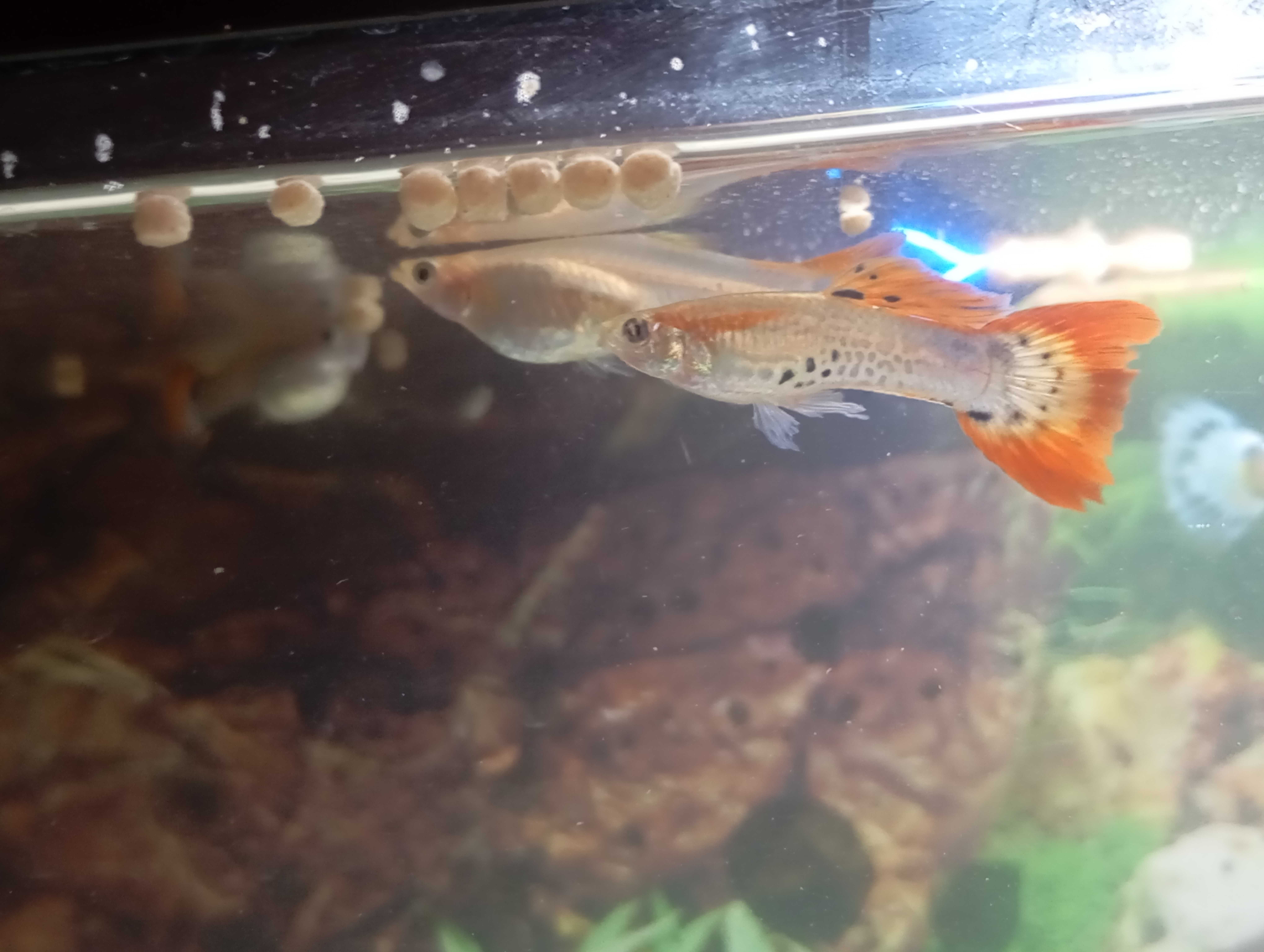 Peixes     guppy