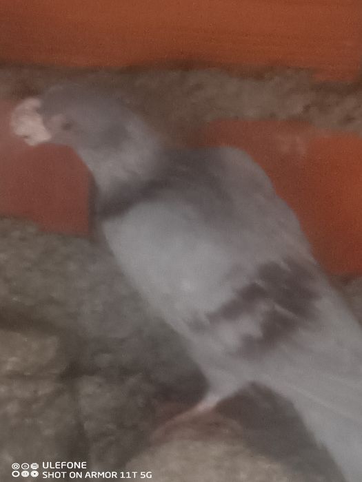 Pombos correio beleza Alemão