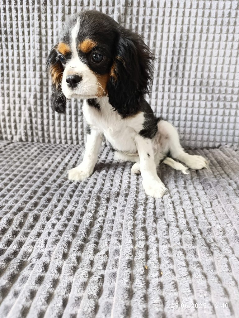 Ostatni piesek!! Cavalier King Charles Spaniel