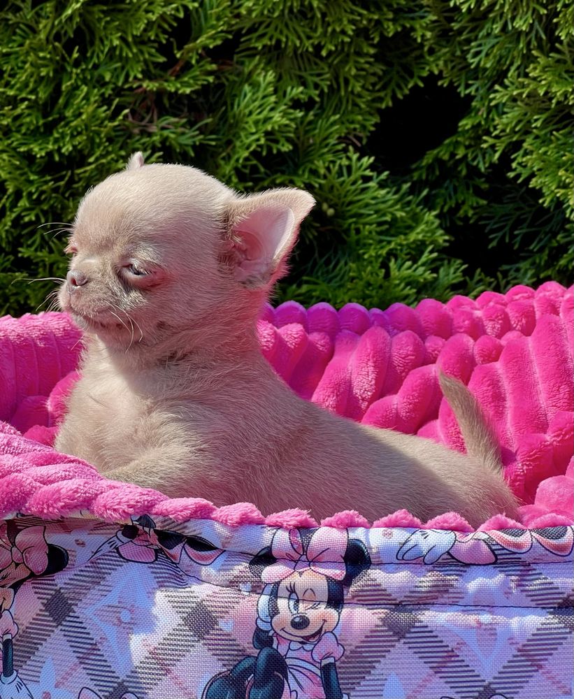 Gotowy do odbioru-Chihuahua cudowny liliowy chłopczyk