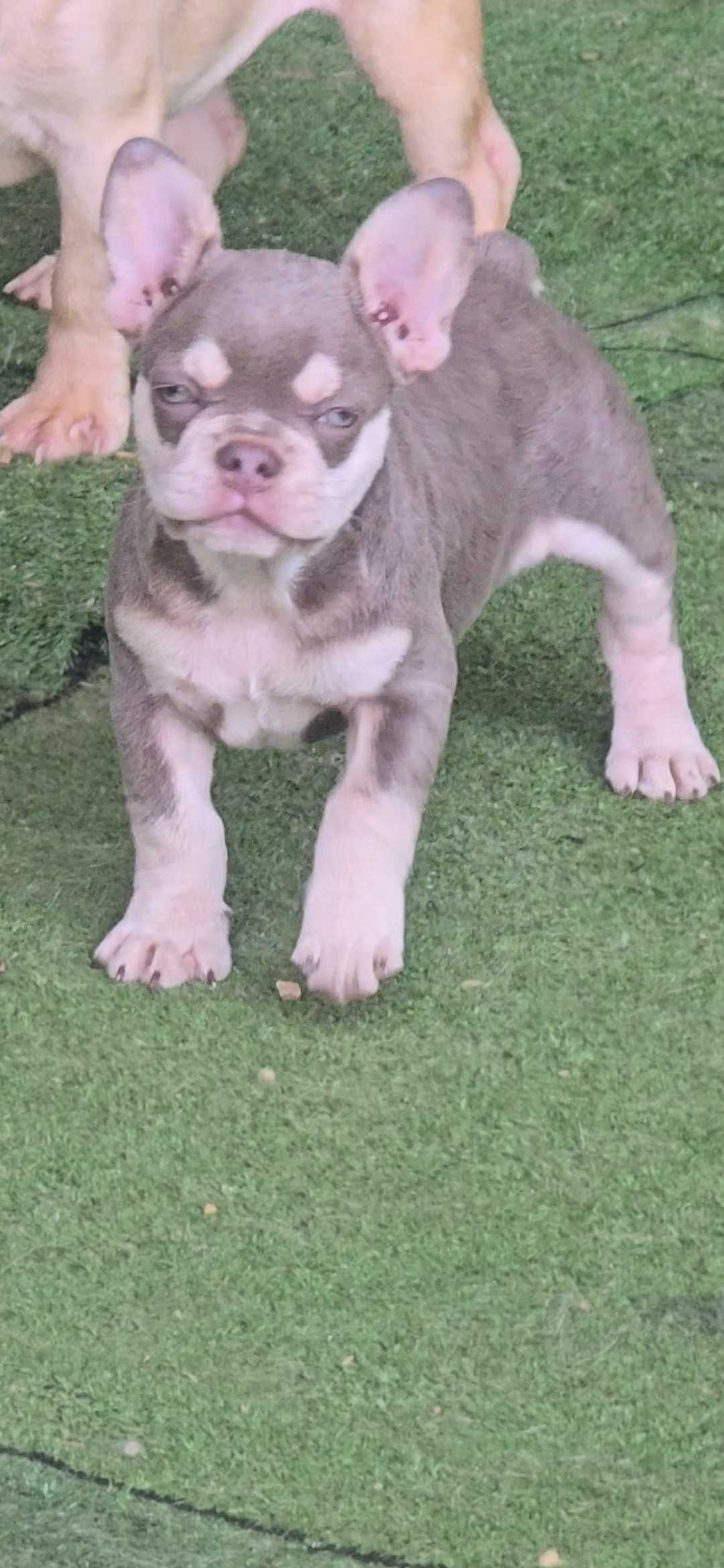 Bulldog francês Fêmea cor Lilac And Tan