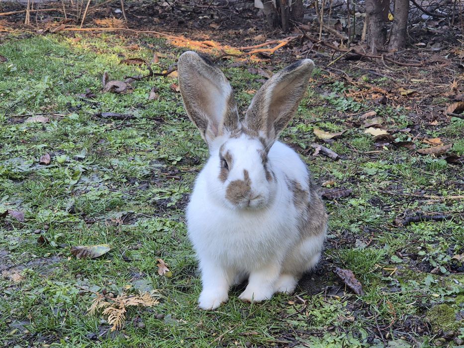 Sprzedam krolika samiczkę