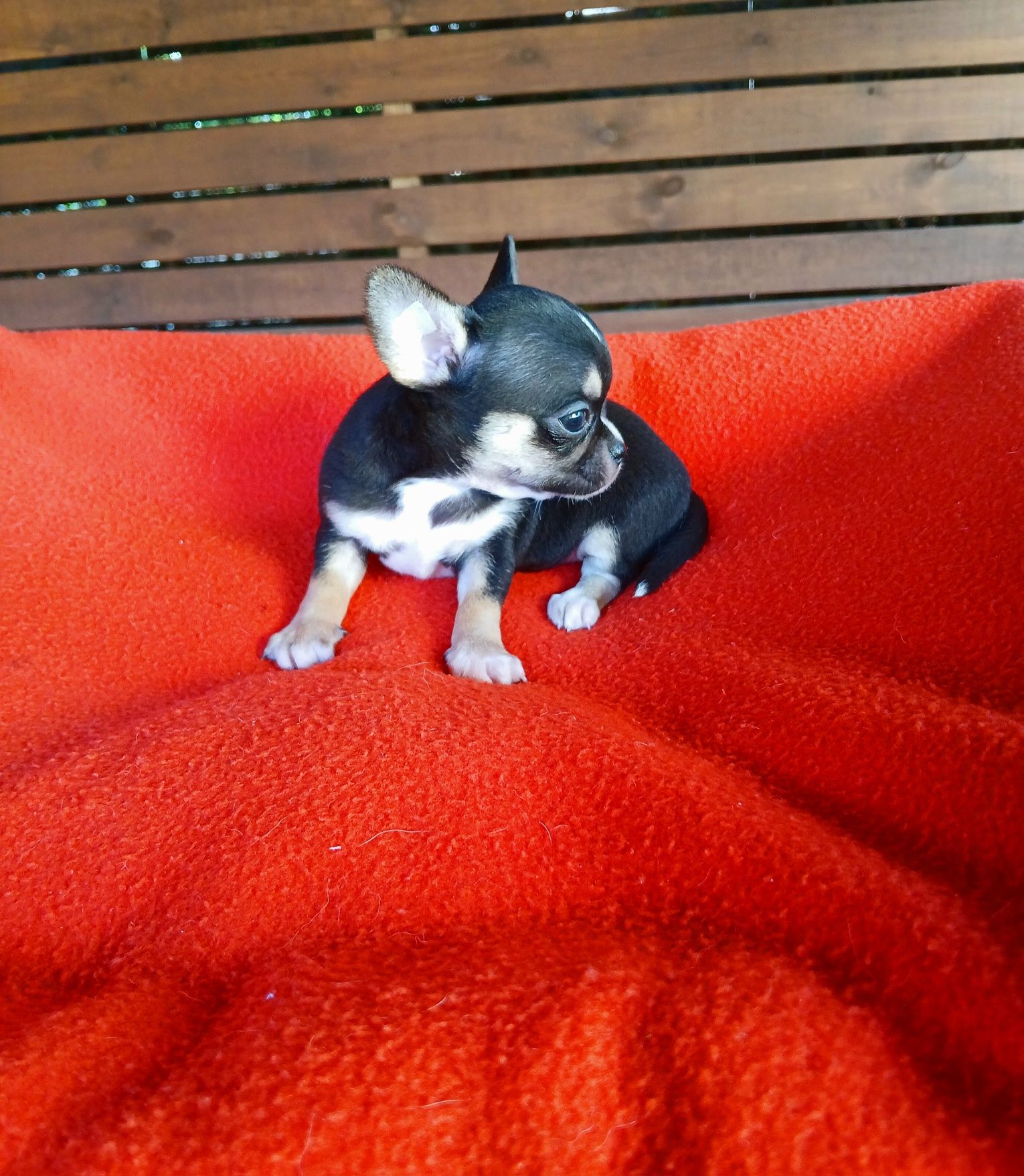Śliczna suczka chihuahua