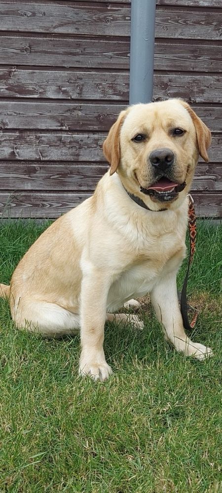 Labrador Retriever