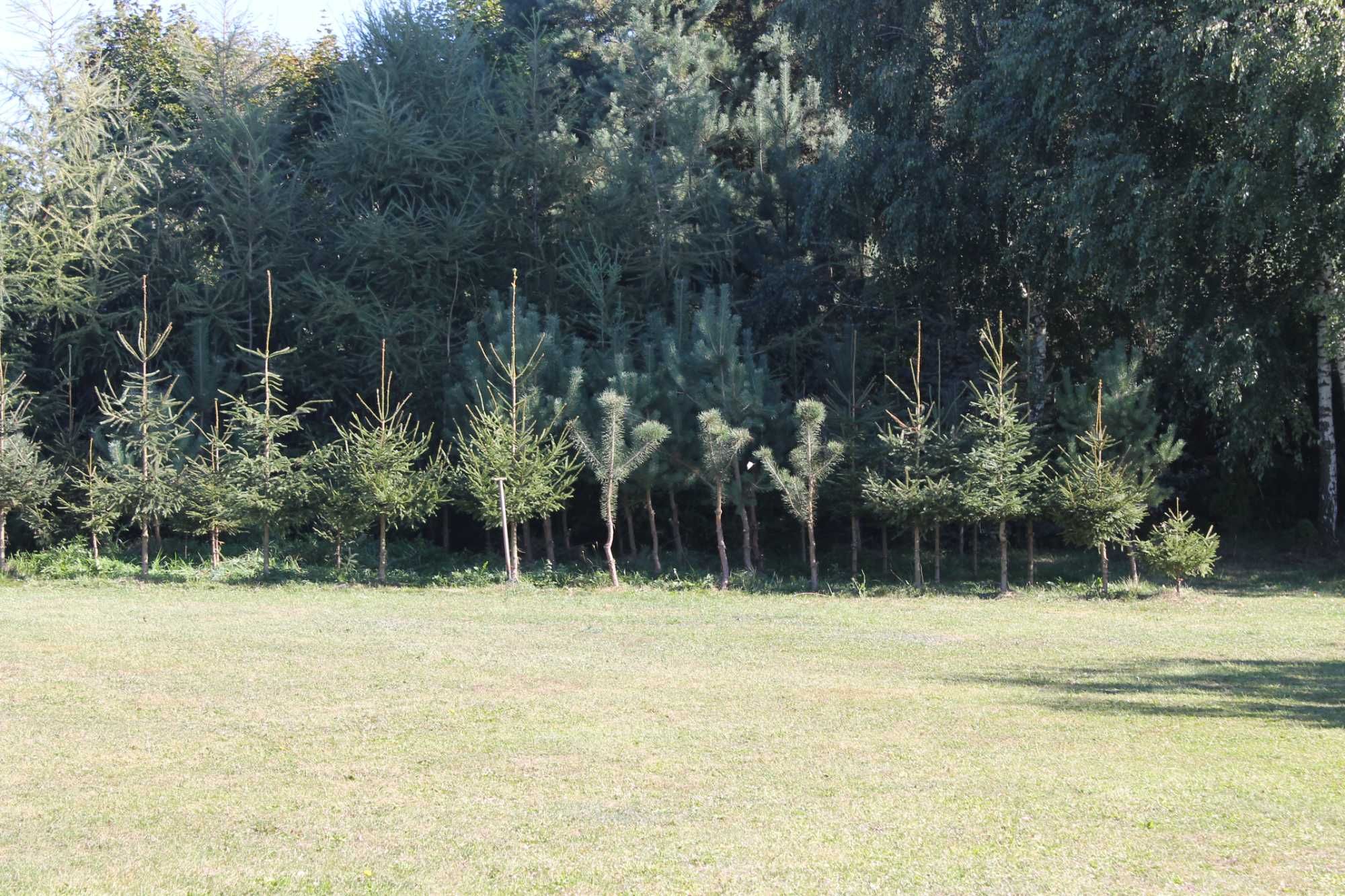 CZTERY STAWY- agroturystyka  WAKACJE  DOMEK ,NOCLEGI wędkowanie