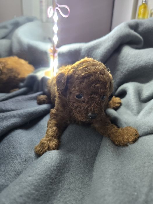 Pudel toy red brown chłopiec chińskie geny