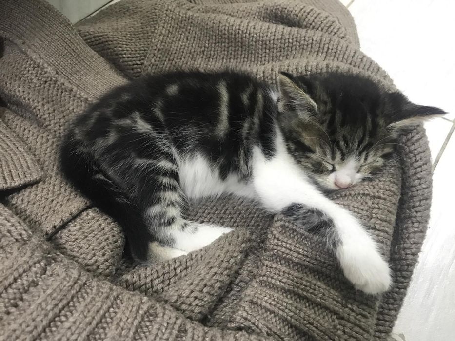 Віддам кошеня безкоштовно