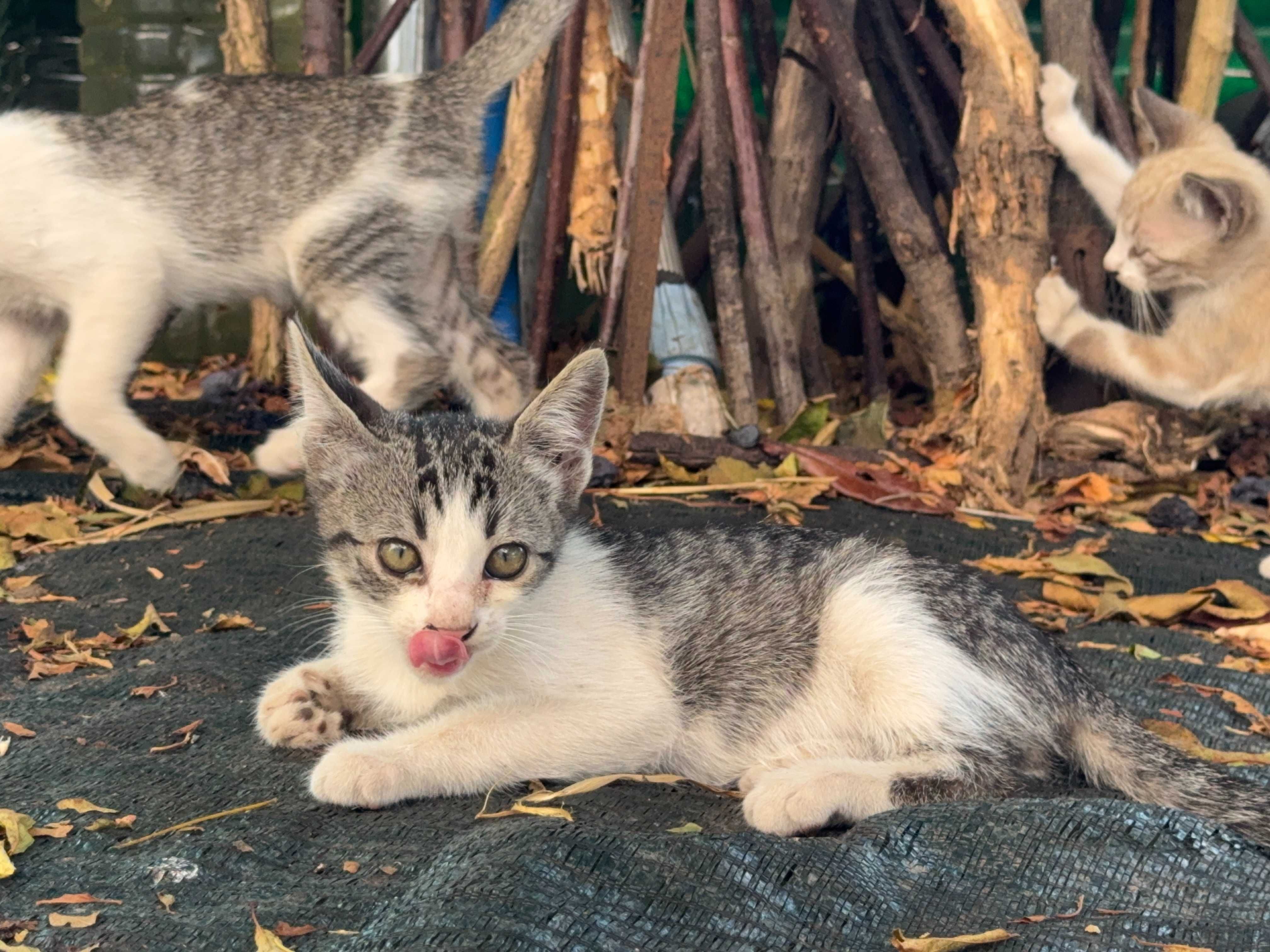 Gatos para adoção