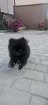 Szpic miniaturowy Boo Suczka Pomeranian
