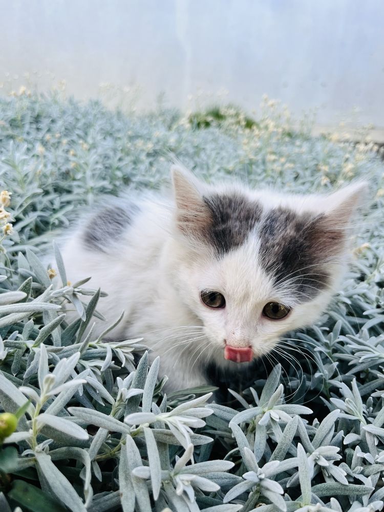 Котята, кошенята, котики, в добрі руки, в хорошие руки