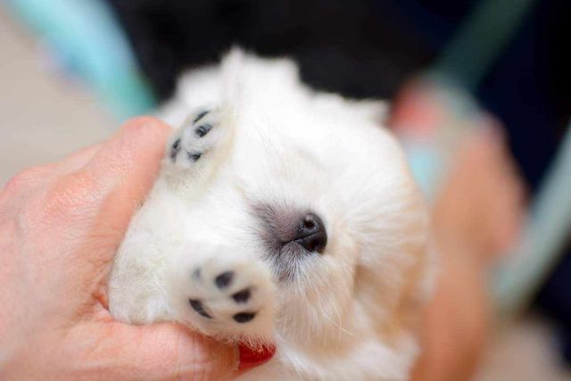Pomeranian wybitnie piękną biała sunia Mia