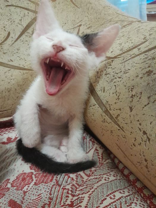 Кошенята від донського сфінкса