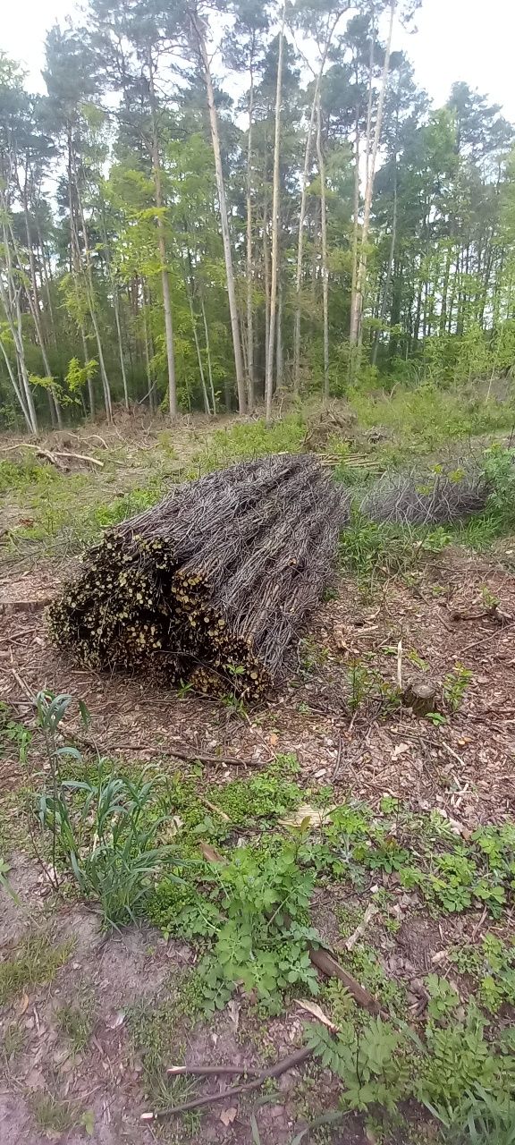 Kiszka faszynowa lesna