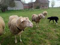 Owce mleczne  fryzyjskie lacaune