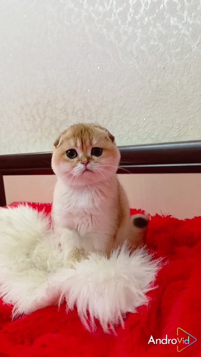 Очень ласковая девочка золотая шиншилла. Шотландская вислоухая