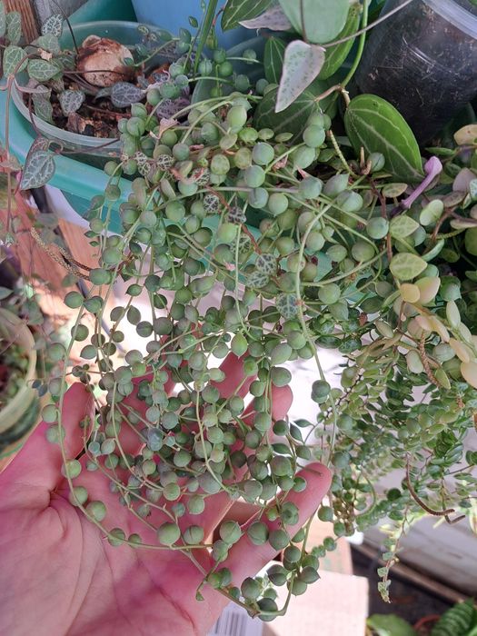 Оксаліс red sunset церопегія сільвер глорі аглаонема вайт