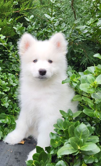 Samoyed szczeniak pies